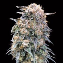 00 Kush Fast   5 u. fem. 00 Seeds