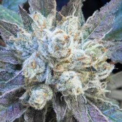 #9 Pound Hammer Fast 1 ud High Speed Buds