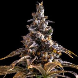 Alien Technology x DoSiDos 3 u. fem Empire Seeds