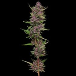 All Gas OG 3 u. fem Humboldt Seeds Company
