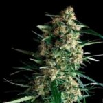 Auto Amnesia Gold 1 u. blister x 12 u. fem. Pyramid Seeds