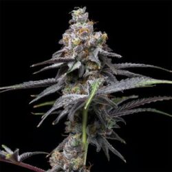 Animal Cake X Hollywood 6 u. fem Cookies Seed Bank