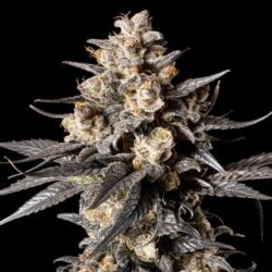 Apple Bananas 100 u. fem. 00 Seeds