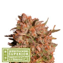 Auto Apollo Black Cherry fem. 5 u. Seedstockers Superior