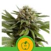 Auto Apple Fritter 5 u. fem. Royal Queen