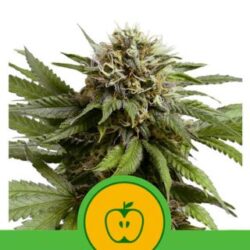 Auto Apple Fritter 1 u. fem. Royal Queen