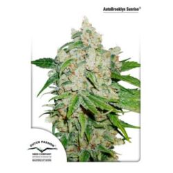 Auto Brooklyn Sunrise 1 u. fem. Dutch Passion