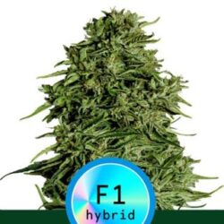 Auto CBD Cosmos F1 - 1 u. fem. Royal Queen