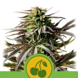 Auto Cherry Pie 1 u. fem. Royal Queen