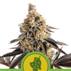 Auto Cookies Gelato 1 u. fem. Royal Queen