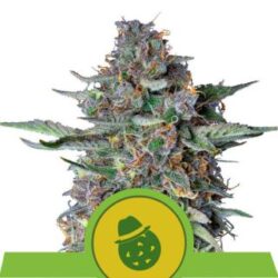Auto Dosidos 1 u. fem. Royal Queen