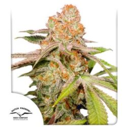 Auto Mac #1 - 3 u. fem. Dutch Passion