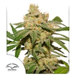 Auto Oh My Gusher 1 u. fem. Dutch Passion