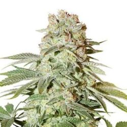 Auto Power Plant 7 u. fem. Dutch Passion