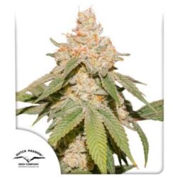 Auto SFV OG 3 u. fem. Dutch Passion