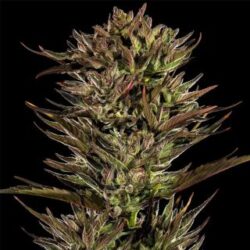 Auto Thin Mint x Sour Pinot 1 u. fem. Barney's