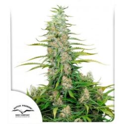 C- Vibez 1 u. fem. Dutch Passion