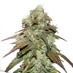 CBD Mazar 10 u. fem. Dutch Passion