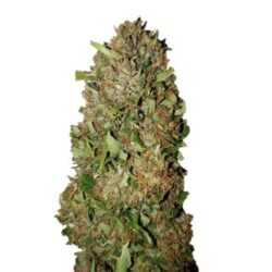 Fruit Cake (0,3/18) 10 u. fem. CBD+ Buds