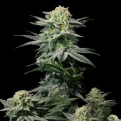GG4 Sherbet Fast Flowering 1 u. fem. FastBuds Seeds