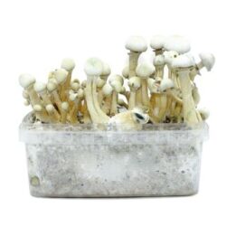 Grow Kit Treasure Coast Albino