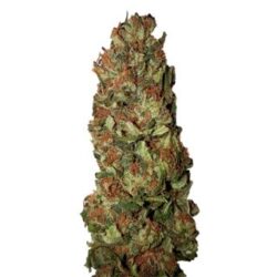 Lemon Pie (0,5/15) 1 u. fem. CBD+ Buds