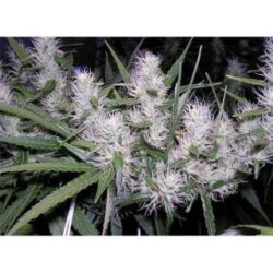Masterkush 1 u. fem. Dutch Passion