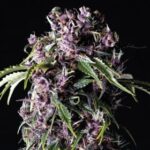 Purple 5 u. fem. Pyramid Seeds
