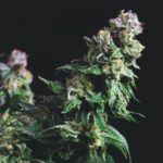 Purple Urkle 5 u. fem. Pyramid Seeds