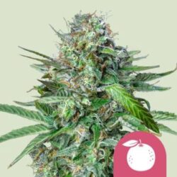 Tangie 3 u. fem. Royal Queen