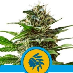 Tatanka Pure CBD 1 u. fem. Royal Queen