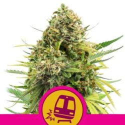 Trainwreck 1 u. fem. Royal Queen