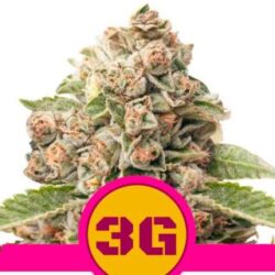 Triple G- 1 u. fem. Royal Queen