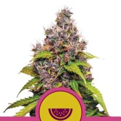 Watermelon 1 u. fem. Royal Queen