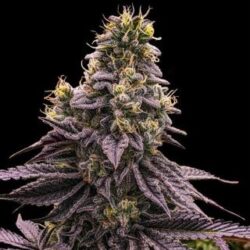 Zombie Bride 5 u. fem. Ripper Seeds