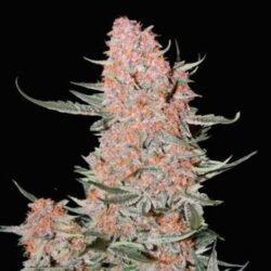 Ztrawberriez Auto 1 u. fem. FastBuds Seeds